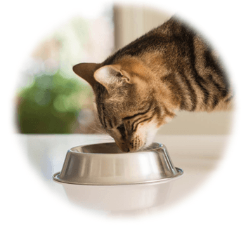 Hovedbilde Fôr & Snacks