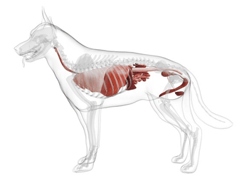 Hovedbilde Vitale Organer (hjerte, lever, nyre, urinveier, mage og tarm)